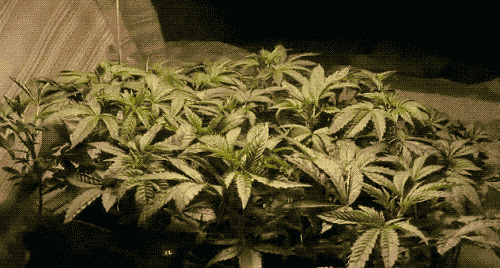Cannabis growing abundantly