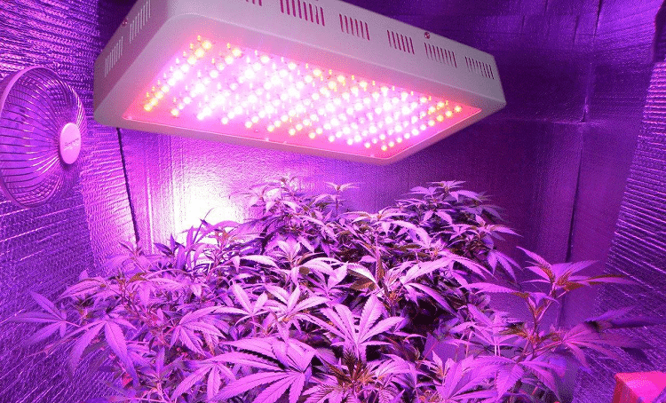 Best Full Spectrum LED Grow Lights