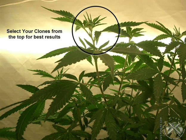 Cloning Weed Plants