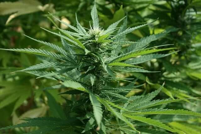 Mature cannabis plant