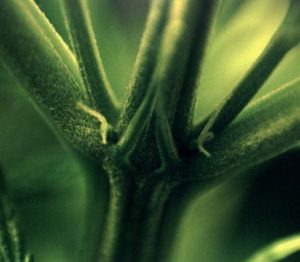 Female cannabis plant